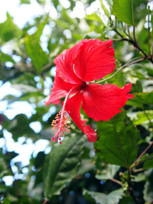 cafeblo053111a.jpg