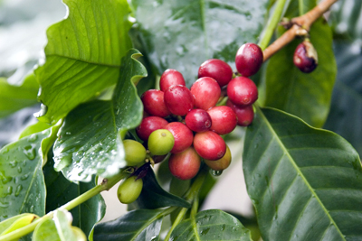 cafeblo062211.jpg