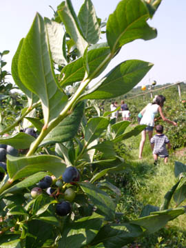 cafeblo072110.jpg